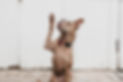 Image by Camylla Battani